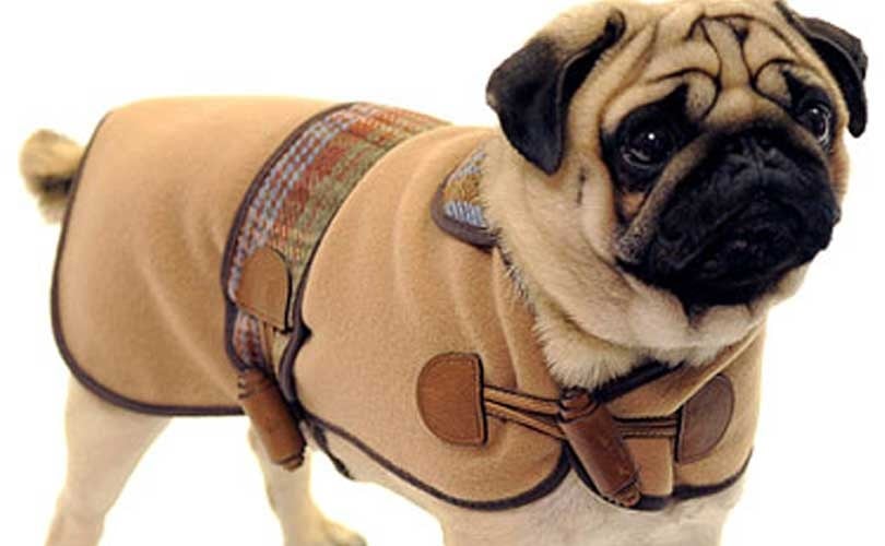 burberry dog coat uk
