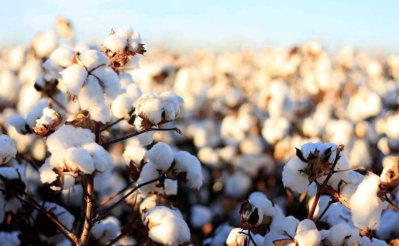 Káº¿t quáº£ hÃ¬nh áº£nh cho organic cotton