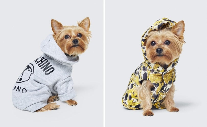 Dog fashion: the next step for luxury 