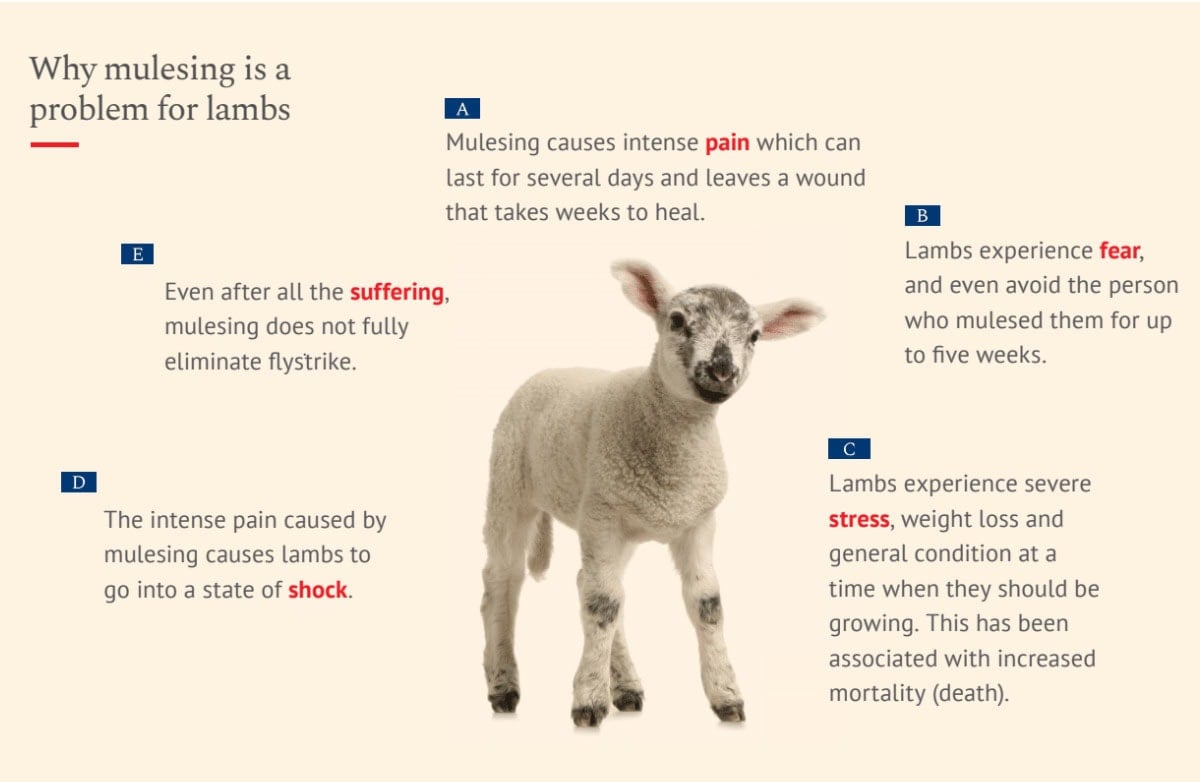 How Brands Can Transition To Pain Free Non Mulesed Sheep Wool
